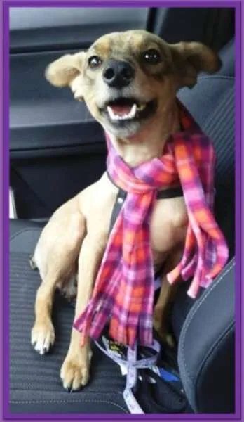 Cachorro ra a SRD idade 2 anos nome Susi