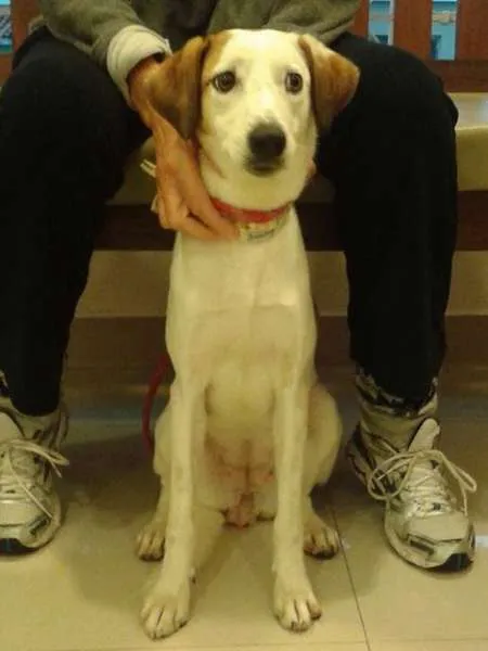 Cachorro ra a SRD idade 1 ano nome Vitoria