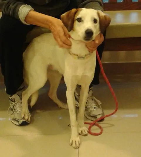 Cachorro ra a SRD idade 1 ano nome Vitoria