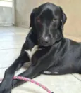 Labradores