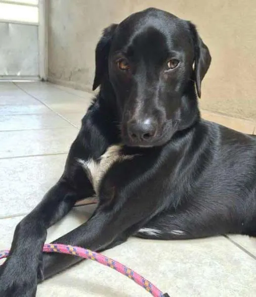 Cachorro ra a Labrador idade 2 anos nome Labradores