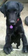 Labradores