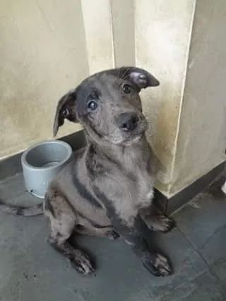 Cachorro ra a SRD idade 2 a 6 meses nome Bebe lindo