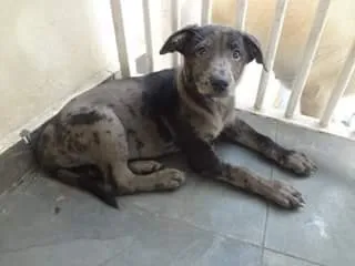 Cachorro ra a SRD idade 2 a 6 meses nome Bebe lindo