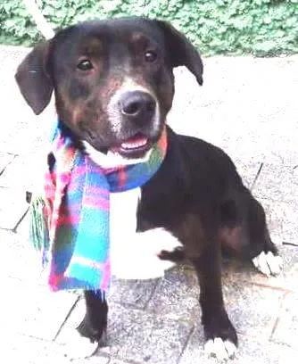 Cachorro ra a pit bull idade 2 anos nome Max