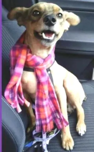 Cachorro raça SRD idade 2 anos nome Susi