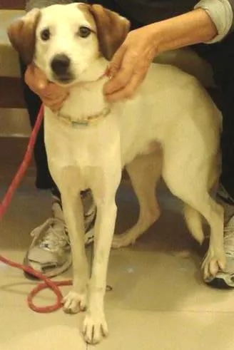 Cachorro ra a SRD idade 1 ano nome Vitoria