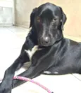 Labradores