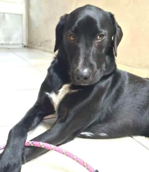 Cachorro raça Labrador idade 2 anos nome Labradores