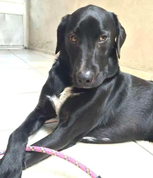 Cachorro ra a Labrador idade 2 anos nome Labradores