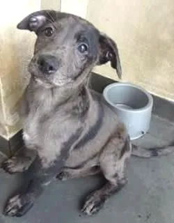 Cachorro raça SRD idade 2 a 6 meses nome Bebe lindo