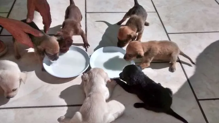 Cachorro ra a Vira lata idade Abaixo de 2 meses nome Sem nome