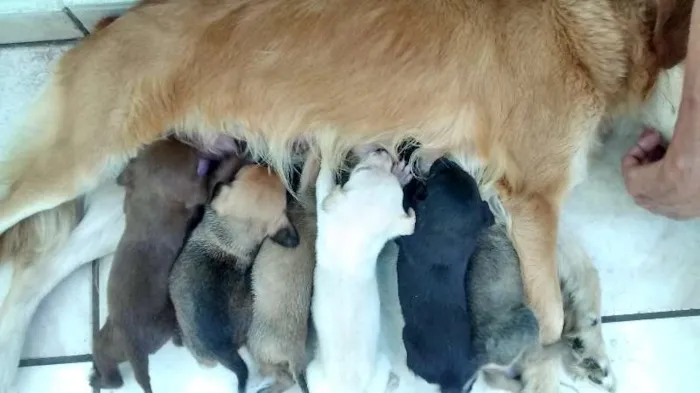 Cachorro ra a Vira lata idade Abaixo de 2 meses nome Sem nome