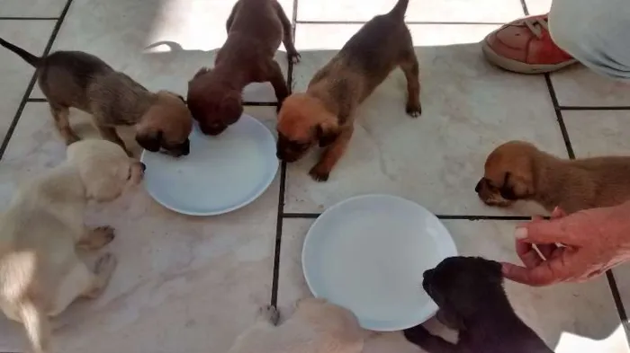 Cachorro ra a Vira lata idade Abaixo de 2 meses nome Sem nome
