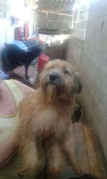 Cachorro ra a SRD idade 1 ano nome Baby