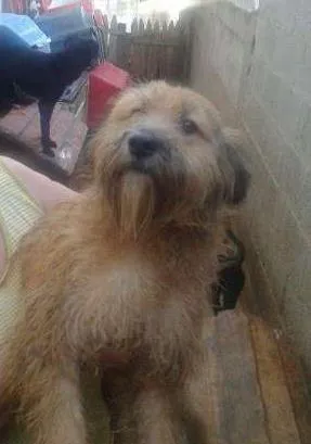 Cachorro ra a SRD idade 1 ano nome Baby
