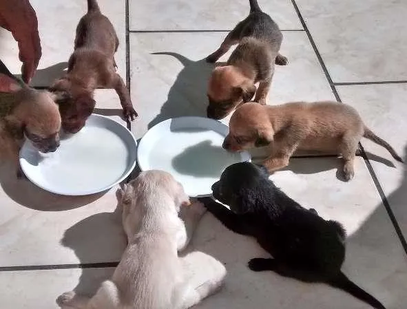 Cachorro ra a Vira lata idade Abaixo de 2 meses nome Sem nome