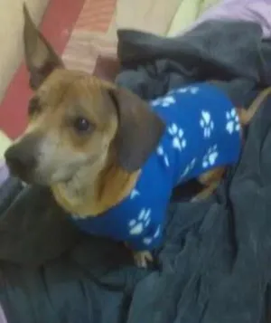 Cachorro raça Salsicha Anão idade 7 a 11 meses nome Pochoco