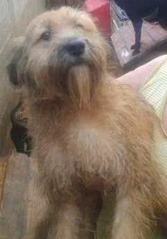 Cachorro ra a SRD idade 1 ano nome Baby