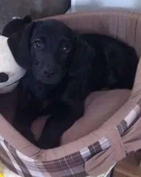 Cachorro raça SRD idade  nome Luna