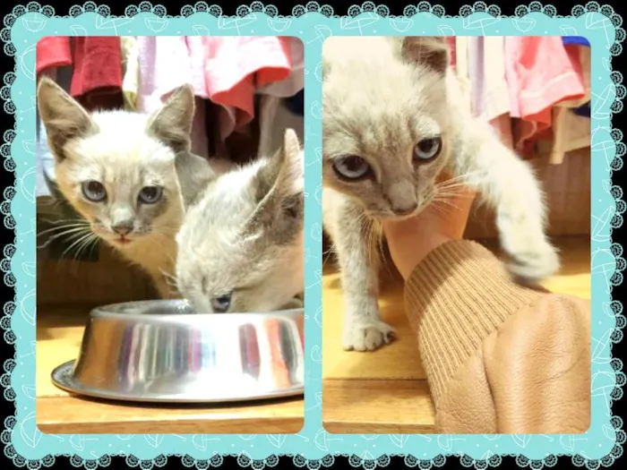 Gato ra a Siamês idade Abaixo de 2 meses nome Filhote