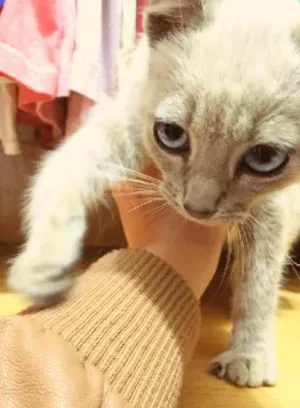 Gato raça Siamês idade Abaixo de 2 meses nome Filhote