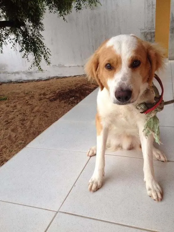 Cachorro raça Golden vira lata idade 1 ano nome sol