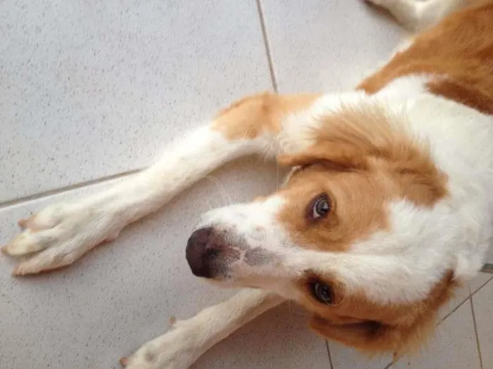 Cachorro raça Golden vira lata idade 1 ano nome sol