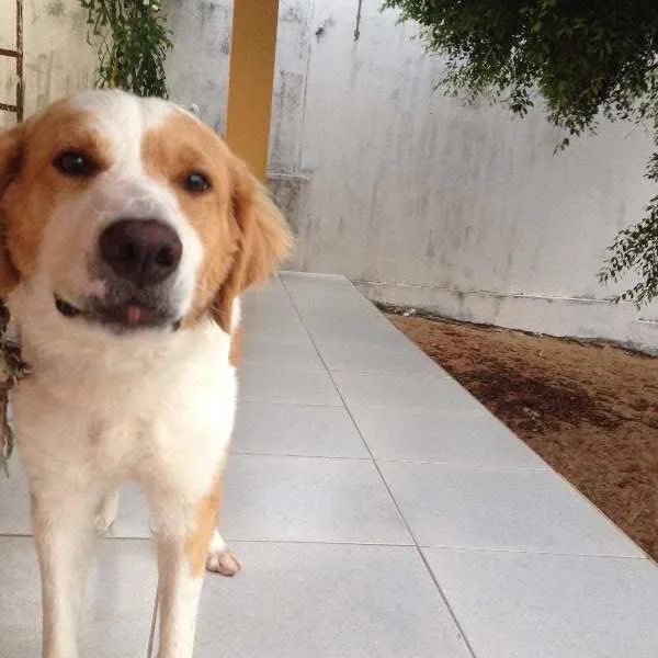 Cachorro raça Golden vira lata idade 1 ano nome sol
