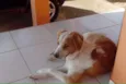 sol