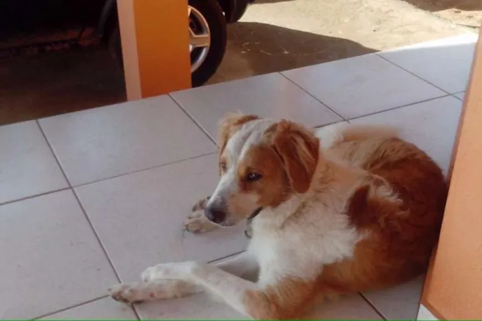 Cachorro raça Golden vira lata idade 1 ano nome sol