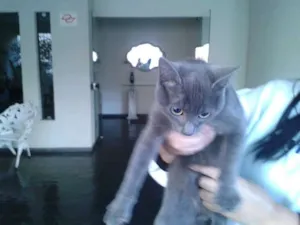 Gato raça SRD idade 2 a 6 meses nome Sem nome