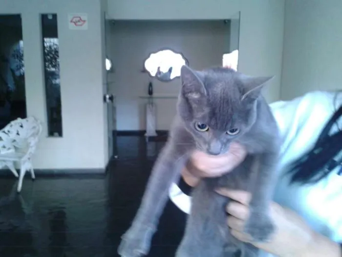Gato ra a SRD idade 2 a 6 meses nome Sem nome