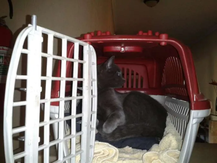 Gato ra a SRD idade 2 a 6 meses nome Sem nome
