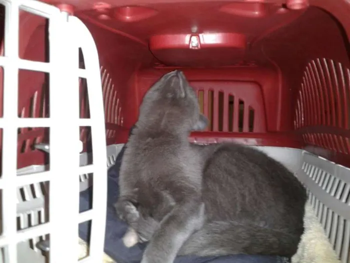 Gato ra a SRD idade 2 a 6 meses nome Sem nome