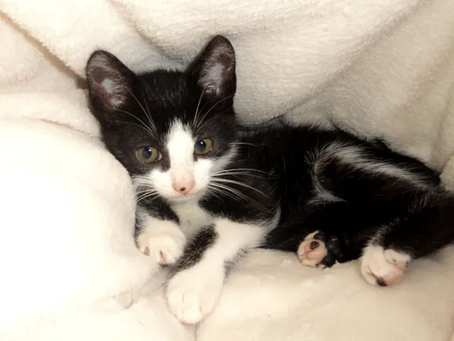Gato ra a SRD idade 2 a 6 meses nome Presley