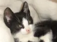 Presley
