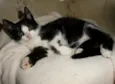 Presley