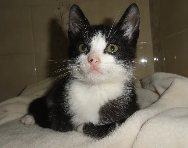 Gato ra a SRD idade 2 a 6 meses nome Presley