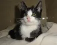 Presley