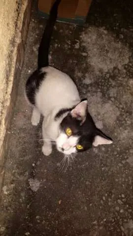 Gato raça - idade 7 a 11 meses nome -