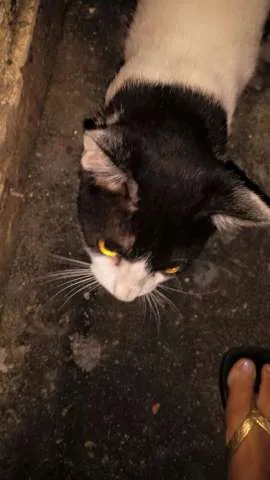 Gato raça - idade 7 a 11 meses nome -