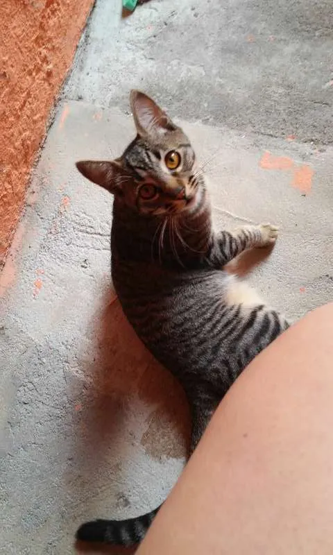 Gato raça Sem raça definida idade 7 a 11 meses nome Bob