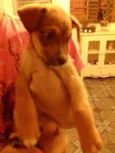 Pipoca