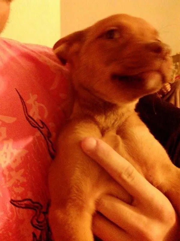 Cachorro ra a SRD idade 2 a 6 meses nome Gaia
