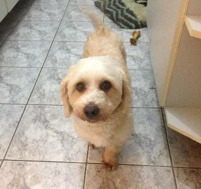 Cachorro ra a Lhasa Apso idade 1 ano nome Pimpo