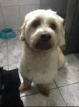 Pimpo