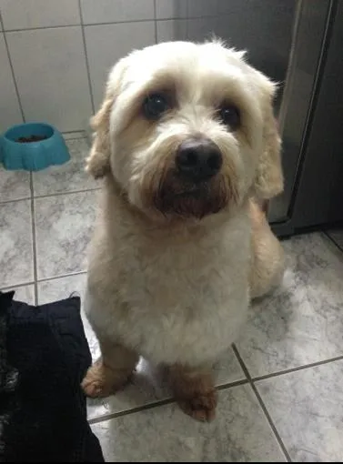 Cachorro ra a Lhasa Apso idade 1 ano nome Pimpo