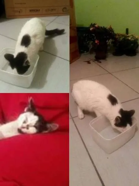 Gato raça (Não sei) idade 2 a 6 meses nome Consuela
