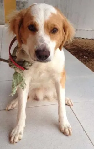 Cachorro raça Golden vira lata idade 1 ano nome sol